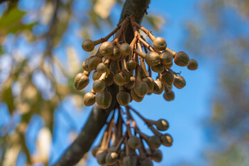 Lots of Durian, king of fruits, buds growing on a tree.