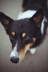 Portrait of a healthy beautiful border collie, a working breed often used for sheep sheep herding.  