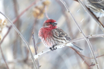 Male house finch (Haemorhous mexicanus) in winter