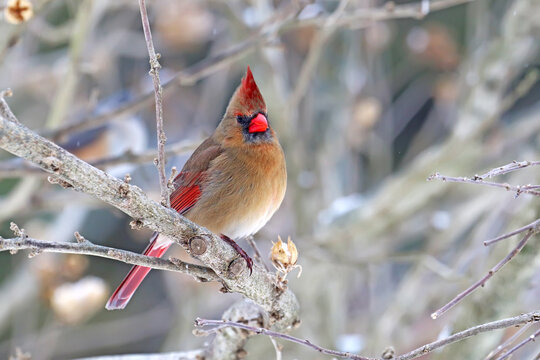 Female northern cardinal (Cardinalis cardinalis) in winter