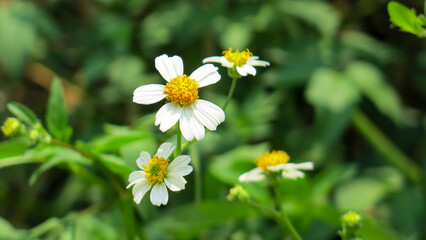 white bidens pilosa or black jack flowers are blooming in the meadow. also known as cobblers pegs,...