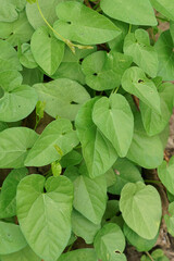 Closeup on green foliage of the perennial herbaceous Hedge bindweed or morning glory wildflower, Convolvulus sepium in the garden