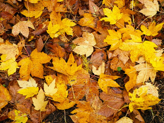 Naklejka na ściany i meble Yellow autumnal leaves as nature background.