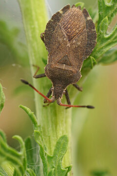 Closeup on a boat shield bug, Enoplops scapha, warming up on a green leaf
