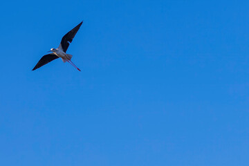 stork in flight