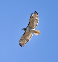 Red Tailed Hawk Flying with Blue Sky Background