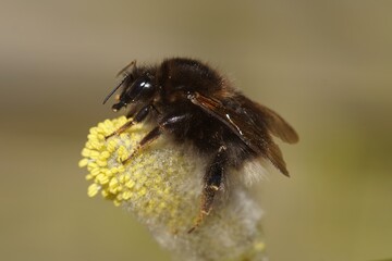 Closeup on a queen Tree bumblebee, Bombus hypnorum, on yellow pollen of blossoming Willow, Salix in the spring