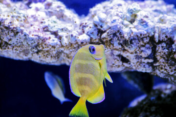 Atlantic juvenile yellow (blue) tang - Acanthurus coeruleus