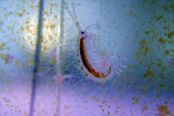 Macro shot on saltwater amphipod - Gammarus oceanicus