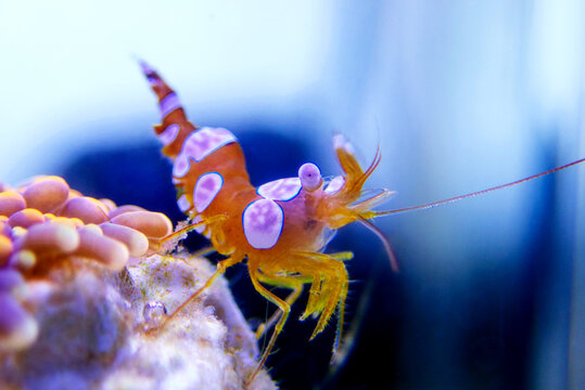 Dancing sexy shrimp - Thor amboinensis, macro shot in aquarium