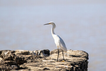 garceta nívea, garceta nivosa, garcita blanca, garza dedos dorados, garza chica o chusmita 
