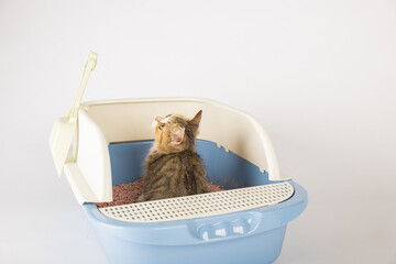 Highlight feline hygiene and care through an isolated cat within plastic litter toilet box or sandbox displayed on white background. educational image illuminates clean well-maintained environment. - obrazy, fototapety, plakaty