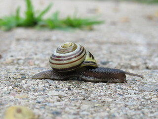 snail on a pathway