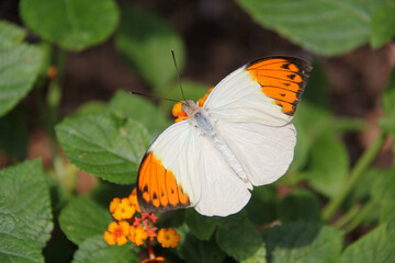 Orange and white butterfly