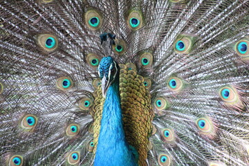 Fototapeta premium close up of peacock