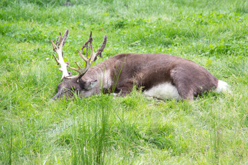 Elk sleeping on the grass