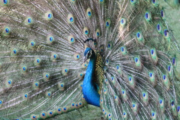 Fototapeta premium peacock with feathers