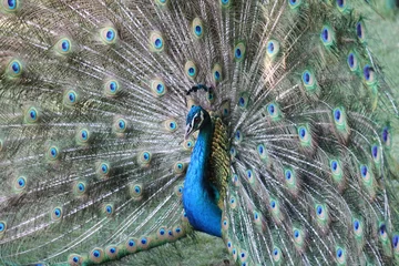 Fotobehang peacock with feathers © Martha