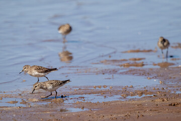 ave playero manchado (Actitis macularius)