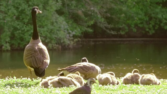 Goslings Canada goose, Brant canadian on green meadow with parents in bright sunlight in woodland area, Family Of ringed waterfowl in natural habitat, Frankfurt, Germany, bird migration control
