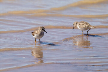 ave playero manchado (Actitis macularius)