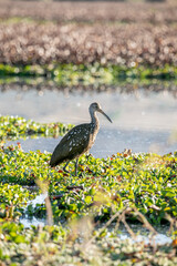 El carrao, ​ caraú o guariao ​ o karãu en guaraní es una especie de ave gruiformes, la única especie de la familia Aramidae, propia de zonas húmedas y pantanos con los árboles desde Florida, el Caribe