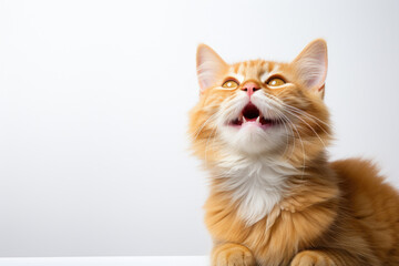 Orange and white cat sitting on top of table. Suitable for various domestic or pet-related themes
