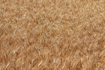 Close-up of golden wheat ready for harvest