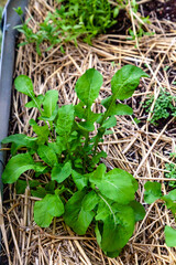 Young arugula plant grows in a home vegetable garden