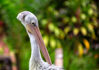 Pink-backed Pelican (Pelecanus rufescens) in Senegal