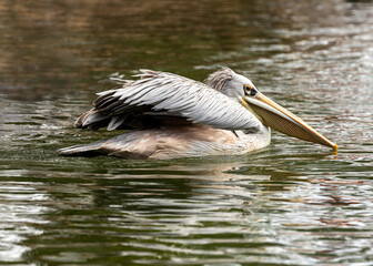 Pink-backed Pelican (Pelecanus rufescens) in Senegal