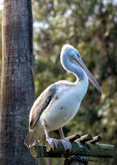 Pink-backed Pelican (Pelecanus rufescens) in Senegal