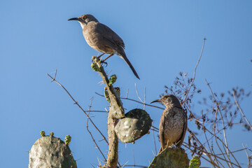 Toxostoma curvirostre (cuicacoche psiquicurvo