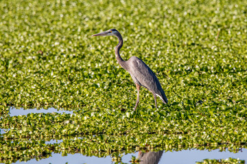 garza morena (Ardea herodias)