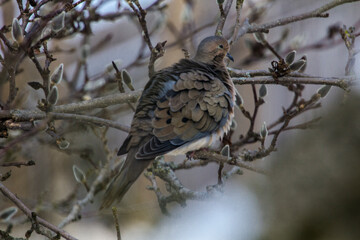 Mourning Dove Sitting in a Bare Magnolia Tree During a Cold Winter Day