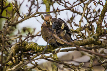 Mourning Dove Sitting in a Bare Magnolia Tree During a Cold Winter Day