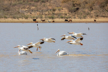 pelicano blanco americano (Pelecanus erythrorhynchos) en tenamaxtlan jalisco