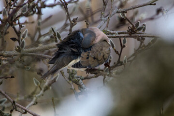 Mourning Dove Sitting in a Bare Magnolia Tree During a Cold Winter Day