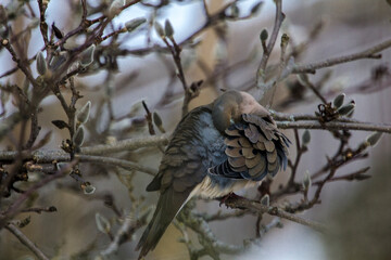 Mourning Dove Sitting in a Bare Magnolia Tree During a Cold Winter Day