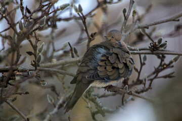 Mourning Dove Sitting in a Bare Magnolia Tree During a Cold Winter Day