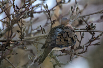 Mourning Dove Sitting in a Bare Magnolia Tree During a Cold Winter Day