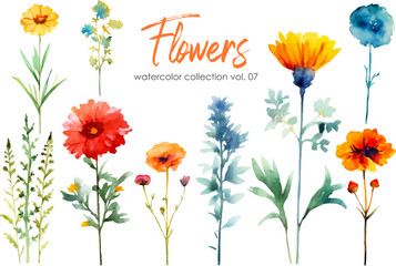 Watercolor flowers collection. Hand drawn floral vector elements isolated on white background.Botanic Wedding floral design.