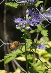 Honey bee on purple flower in garden
