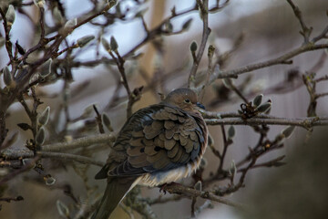 Mourning Dove Sitting in a Bare Magnolia Tree During a Cold Winter Day