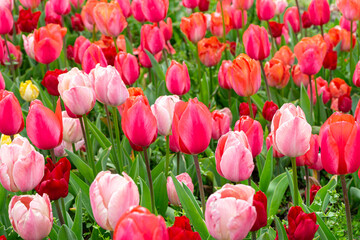Various tone pink tulips flowers with green leaves blooming in a meadow, park, outdoor. Tulips field, nature, spring, floral background.