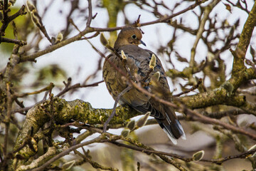 Mourning Dove Sitting in a Bare Magnolia Tree During a Cold Winter Day