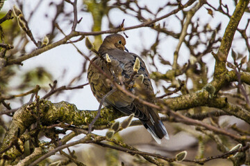 Mourning Dove Sitting in a Bare Magnolia Tree During a Cold Winter Day