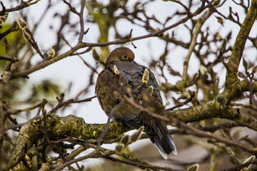 Mourning Dove Sitting in a Bare Magnolia Tree During a Cold Winter Day