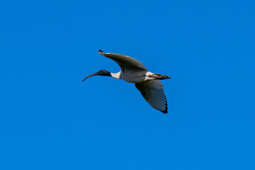 Fototapeta na wymiar Australian White Ibis flying in a clear blue afternoon sky
