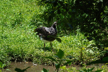 Horned Screamer bird (Anhima cornuta)